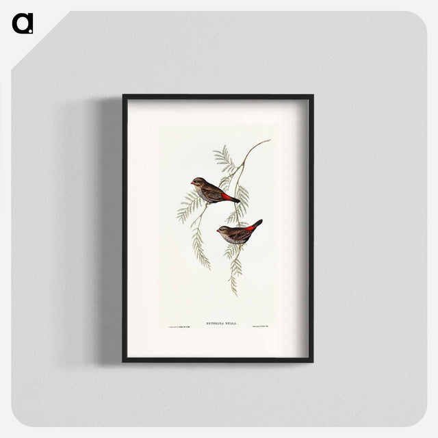 アートポスター-Fire-tailed Finch
 - オーストラリアの鳥 Poster.