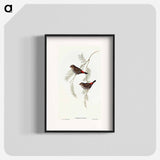 Fire-tailed Finch
 - オーストラリアの鳥 Poster.