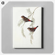 アートパネル-Fire-tailed Finch
 - オーストラリアの鳥 Canvas.