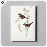 アートパネル-Fire-tailed Finch
 - オーストラリアの鳥 Canvas.