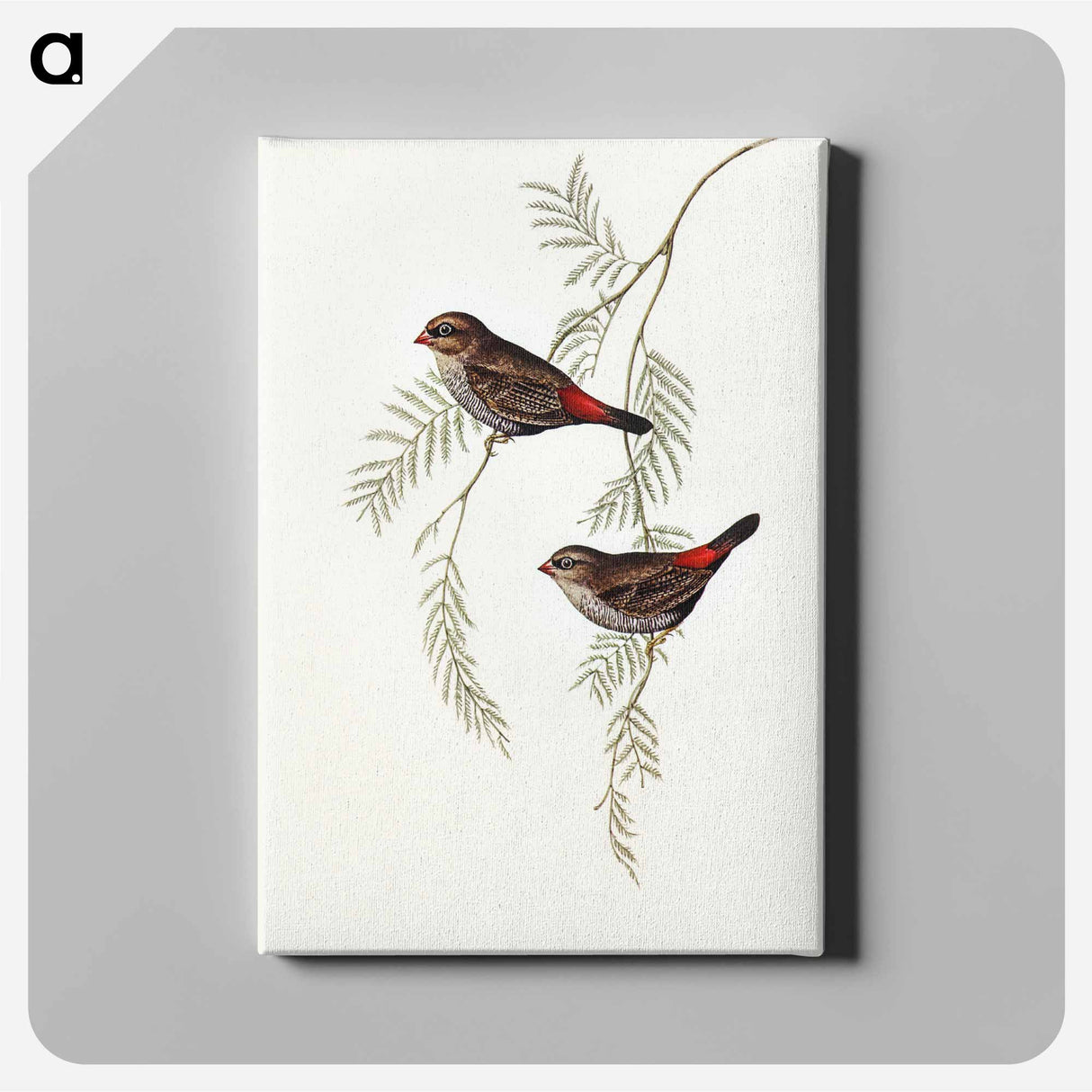 Fire-tailed Finch
 - オーストラリアの鳥 Canvas.