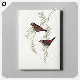 Fire-tailed Finch
 - オーストラリアの鳥 Canvas.