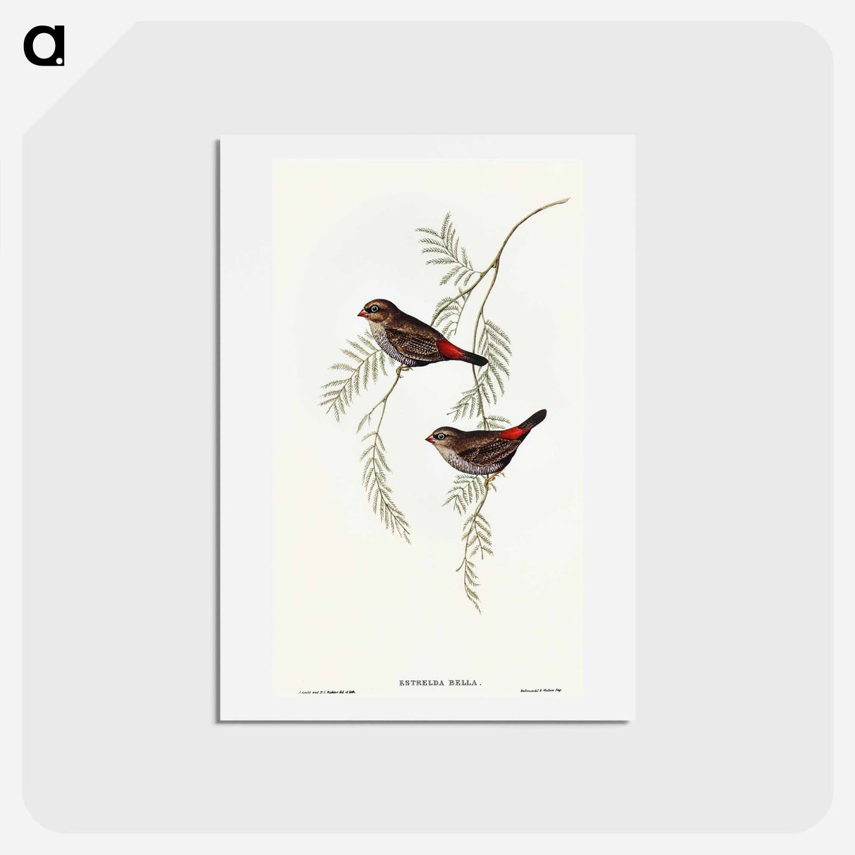アートポストカード-Fire-tailed Finch
 - オーストラリアの鳥 Postcard.