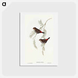 アートポストカード-Fire-tailed Finch
 - オーストラリアの鳥 Postcard.