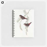 アートメモ帳-Fire-tailed Finch
 - オーストラリアの鳥 Memo.