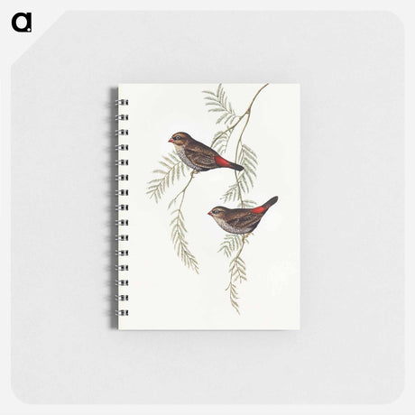 アートメモ帳-Fire-tailed Finch
 - オーストラリアの鳥 Memo.