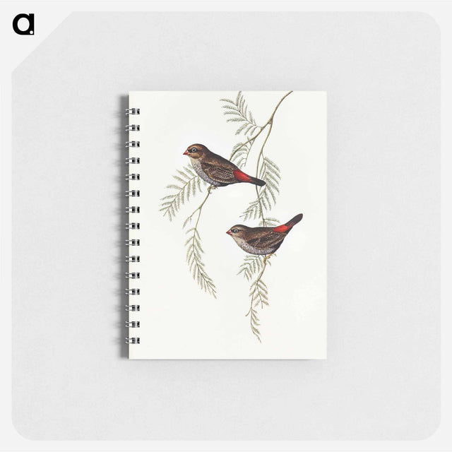 アートメモ帳-Fire-tailed Finch
 - オーストラリアの鳥 Memo.