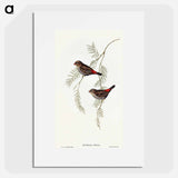 アートポスター-Fire-tailed Finch
 - オーストラリアの鳥 Poster.