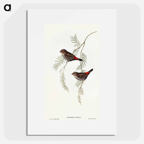 アートポスター-Fire-tailed Finch
 - オーストラリアの鳥 Poster.