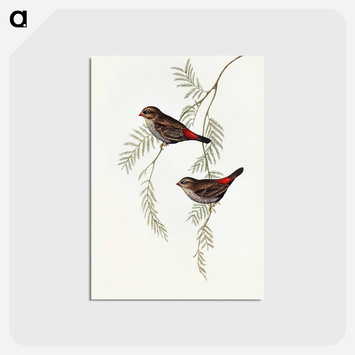 アートポストカード-Fire-tailed Finch
 - オーストラリアの鳥 Postcard.