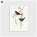 アートポストカード-Fire-tailed Finch
 - オーストラリアの鳥 Postcard.