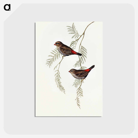 アートポストカード-Fire-tailed Finch
 - オーストラリアの鳥 Postcard.