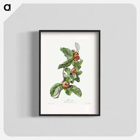 アートポスター-Cultivated Medlar
 - クリーブランド美術館 Poster.