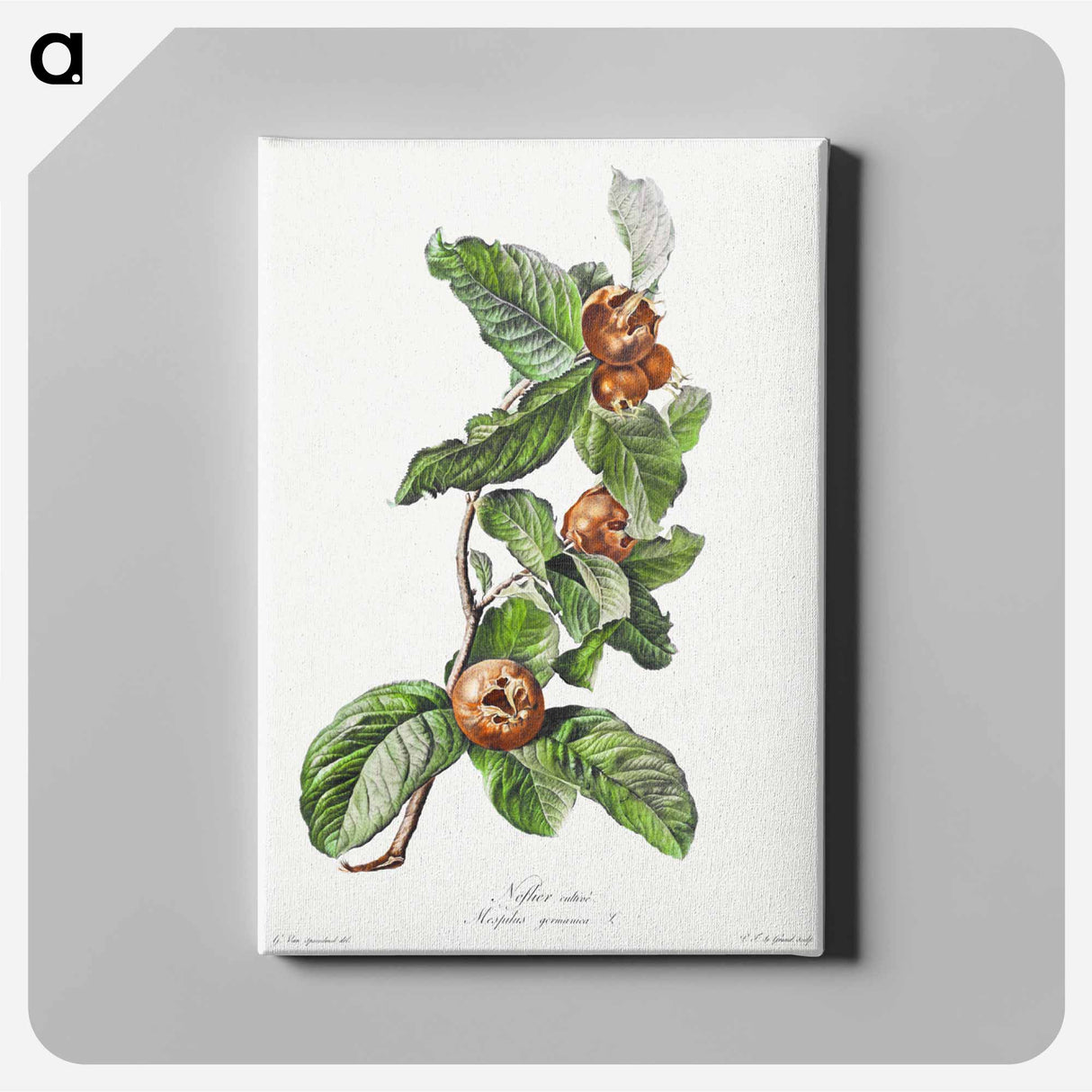 アートパネル-Cultivated Medlar
 - クリーブランド美術館 Canvas.