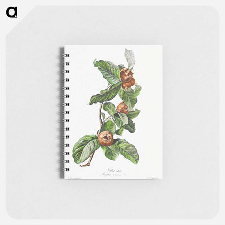 アートメモ帳-Cultivated Medlar
 - クリーブランド美術館 Memo.