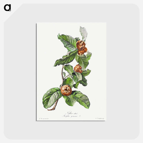 アートポストカード-Cultivated Medlar
 - クリーブランド美術館 Postcard.