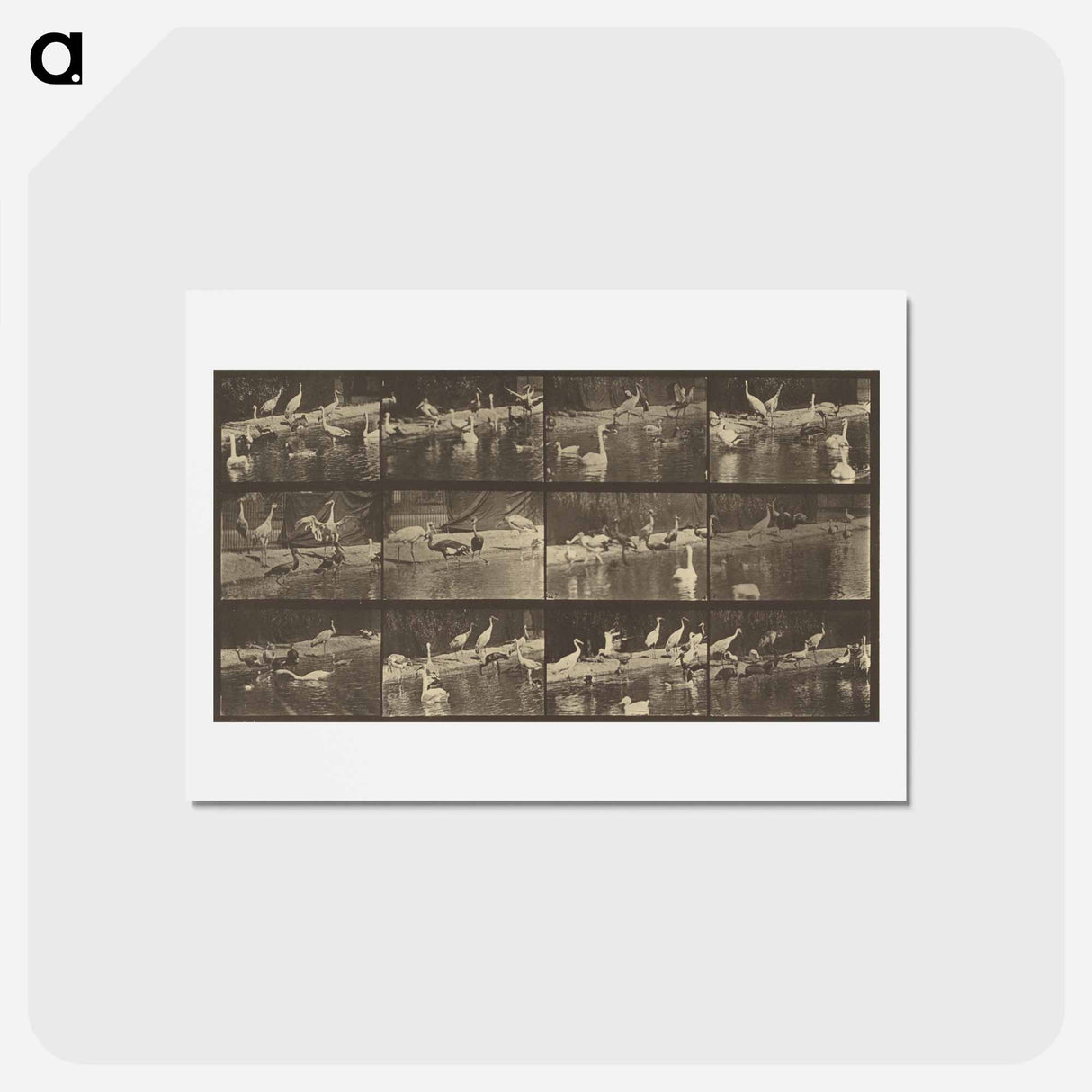 アートポストカード-Animal Locomotion
 - エドワード マイブリッジ Postcard.