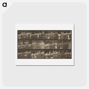 アートポストカード-Animal Locomotion
 - エドワード マイブリッジ Postcard.