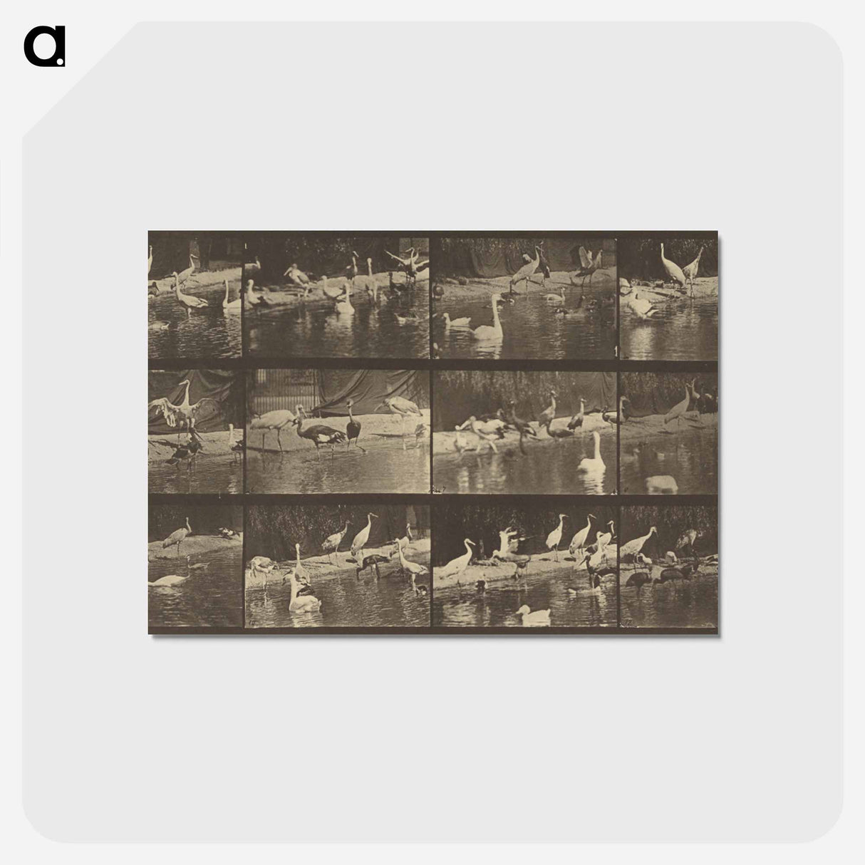 アートポストカード-Animal Locomotion
 - エドワード マイブリッジ Postcard.