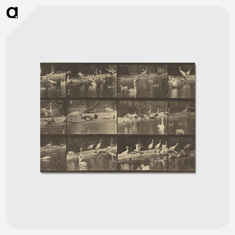 アートポストカード-Animal Locomotion
 - エドワード マイブリッジ Postcard.
