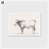アートポストカード-Standing young bull - ジャン ベルナール Postcard.