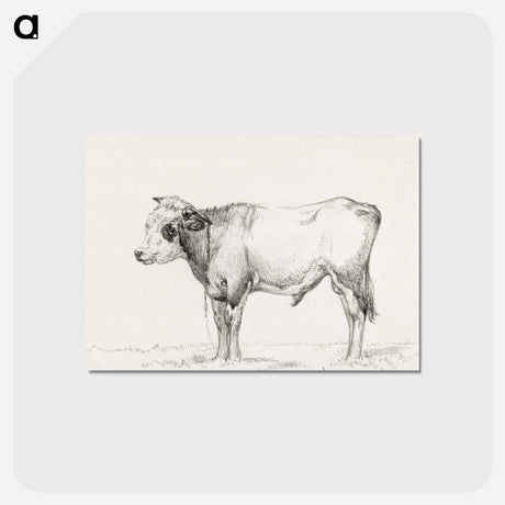 アートポストカード-Standing young bull - ジャン ベルナール Postcard.