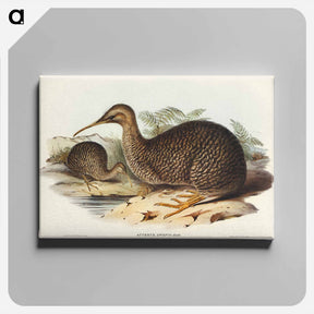 アートパネル-Little Spotted Kiwi
 - ジョン グールド Canvas.