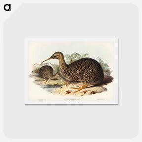 アートポストカード-Little Spotted Kiwi
 - ジョン グールド Postcard.