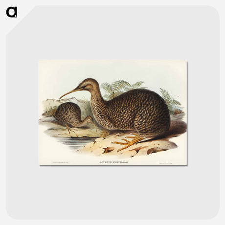 アートポストカード-Little Spotted Kiwi
 - ジョン グールド Postcard.