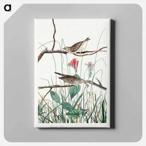 アートパネル-Savannah Finch
 - ジョン ジェームス オーデュボン Canvas.