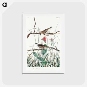 アートポストカード-Savannah Finch
 - ジョン ジェームス オーデュボン Postcard.