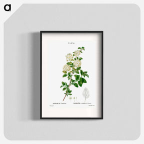アートポスター-Germander meadowsweet - ピエール ジョゼフ ルドゥーテ Poster.
