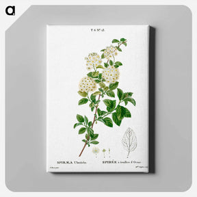 アートパネル-Germander meadowsweet - ピエール ジョゼフ ルドゥーテ Canvas.