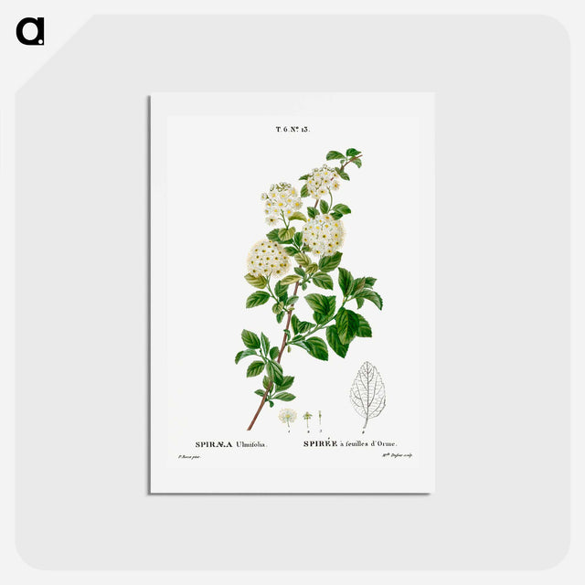 アートポストカード-Germander meadowsweet - ピエール ジョゼフ ルドゥーテ Postcard.