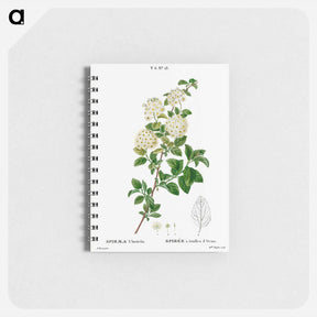 アートメモ帳-Germander meadowsweet - ピエール ジョゼフ ルドゥーテ Memo.
