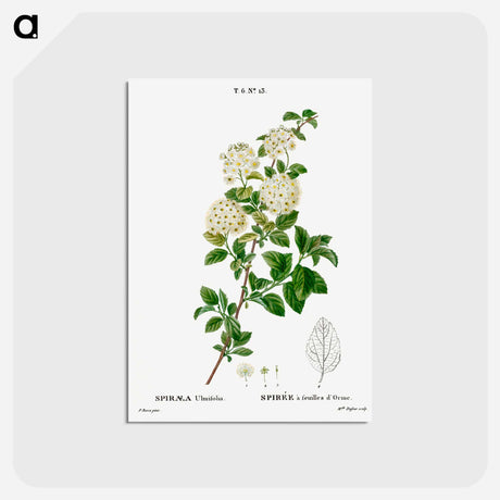 アートポストカード-Germander meadowsweet - ピエール ジョゼフ ルドゥーテ Postcard.
