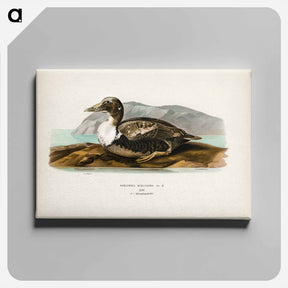 アートパネル-Eider
 - スヴェンスカ フォグラル Canvas.