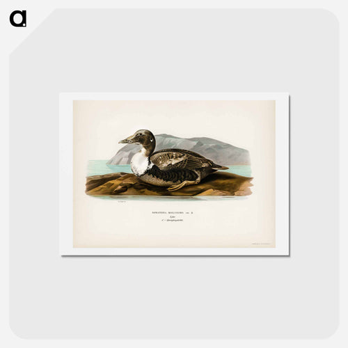 Eider
 - スヴェンスカ フォグラル Postcard.
