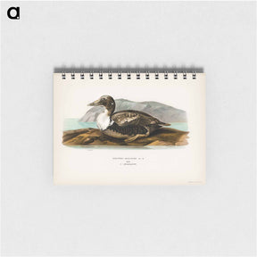 アートメモ帳-Eider
 - スヴェンスカ フォグラル Memo.