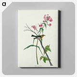 アートパネル-Blackburnian Warbler from Birds of America
 - アメリカの鳥たち Canvas.