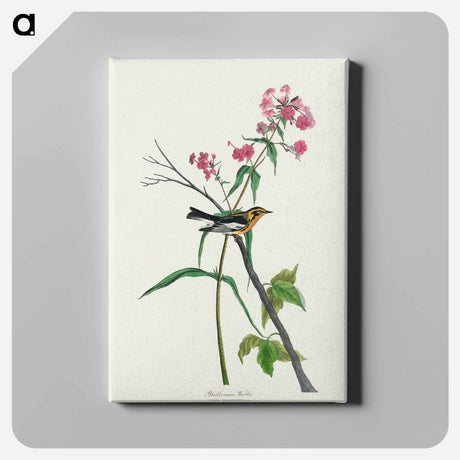 アートパネル-Blackburnian Warbler from Birds of America
 - アメリカの鳥たち Canvas.