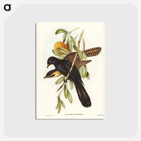 アートポストカード-Flinder's Cuckoo
 - オーストラリアの鳥 Postcard.