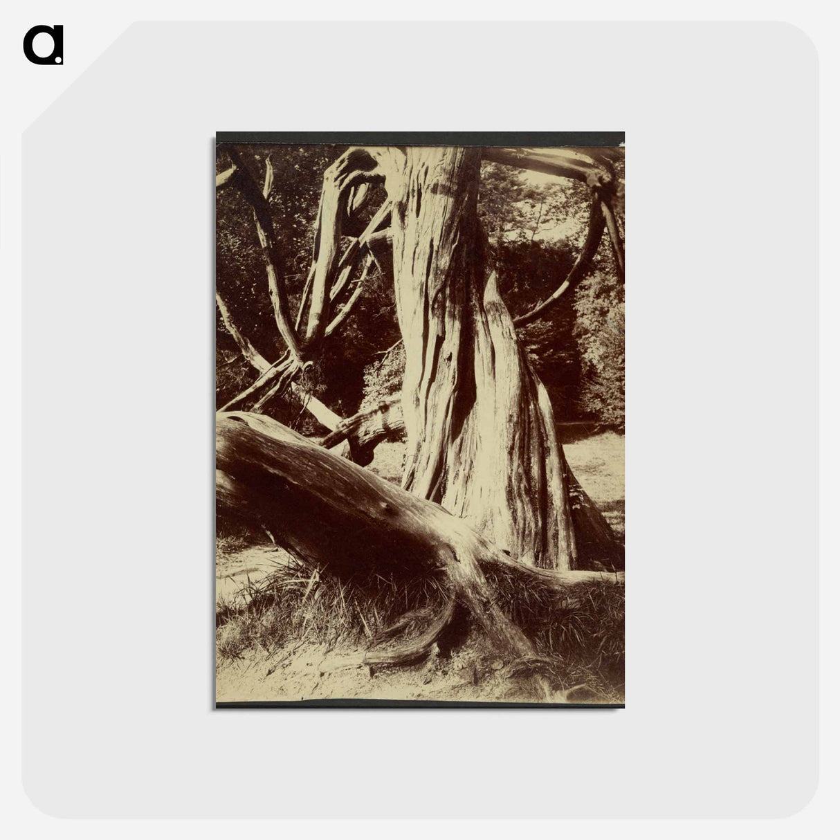 アートポストカード-Sapin, Trianon
 - ウジェーヌ アジェ Postcard.
