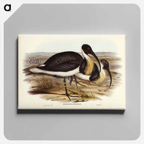 アートパネル-Straw-necked Ibis
 - ジョン グールド Canvas.