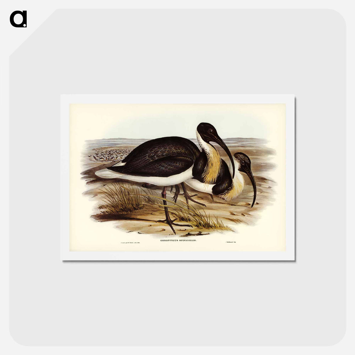 アートポストカード-Straw-necked Ibis
 - ジョン グールド Postcard.