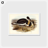 アートポストカード-Straw-necked Ibis
 - ジョン グールド Postcard.