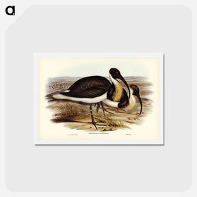 アートポストカード-Straw-necked Ibis
 - ジョン グールド Postcard.