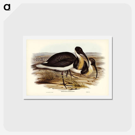 アートポストカード-Straw-necked Ibis
 - ジョン グールド Postcard.