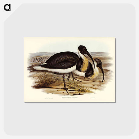 アートポストカード-Straw-necked Ibis
 - ジョン グールド Postcard.