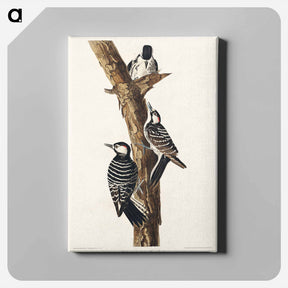 アートパネル-Red-Cockaded Woodpecker
 - ジョン ジェームス オーデュボン Canvas.